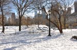 Central Park  -  NY